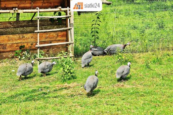 Bielsko-Biała Siatki przeciw ptakom - Zabezpieczenie przed drapieżnymi ptakami Sklep Bielsko-Biała